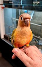 Pyrrhuras super super tam en echt super lief., Meerdere dieren, Papegaai, Tam