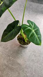 Alocasia Frydek, Ophalen of Verzenden, Overige soorten, Minder dan 100 cm