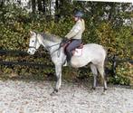 E pony, mega brave alleskunner!, Dieren en Toebehoren, Paarden, Minder dan 160 cm, B, Ruin, 3 tot 6 jaar