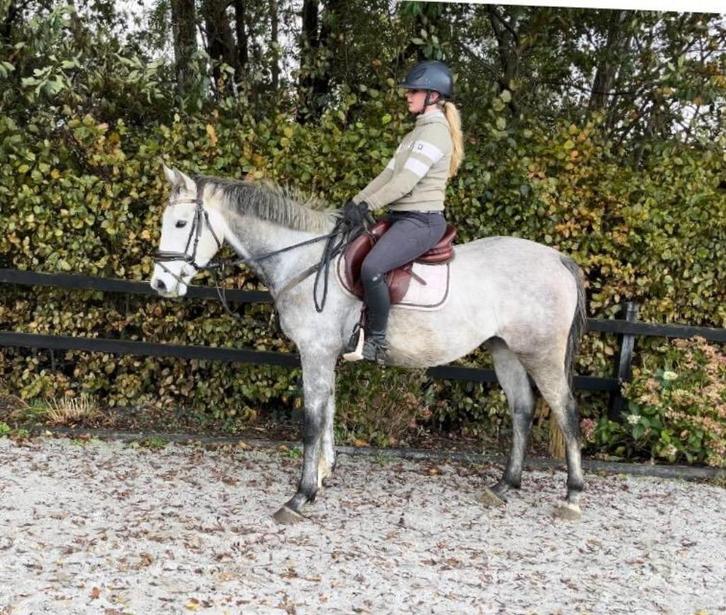 E pony, mega brave alleskunner!, Dieren en Toebehoren, Paarden, Ruin, B, Minder dan 160 cm, 3 tot 6 jaar, Recreatiepaard