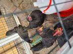 Serama toom, Dieren en Toebehoren, Pluimvee, Meerdere dieren, Kip