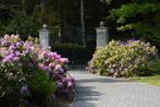 Rhododendrons uit het Bos, Ophalen, Rhododendron, Struik, 100 tot 250 cm