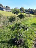 Osmantus Burkewoodii pom pon vormsnoei €75,00 schijnhulst, Tuin en Terras, Planten | Bomen, Ophalen of Verzenden, Volle zon, Overige soorten