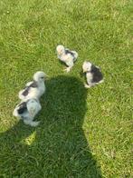 Brahma kuiken, Dieren en Toebehoren, Pluimvee, Geslacht onbekend, Kip
