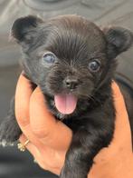Vier Chihuahua puppys geboren, Dieren en Toebehoren, Honden | Chihuahua's en Gezelschapshonden, Rabiës (hondsdolheid), 8 tot 15 weken