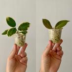 Geworteld Hoya stekpakket 7-delig - Sunrise Albomarginata, Ophalen of Verzenden, Halfschaduw, Minder dan 100 cm