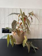 Begonia met mooie taupe pot zoekt nieuwe plek, Tuin en Terras, Vaste plant, Bloeit niet, Halfschaduw, Ophalen