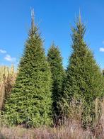 Kerstbomen groot. 4.00 tot 7 mtr. zeer scherp geprijst!, Tuin en Terras, Planten | Bomen, Overige soorten, Zomer, 400 cm of meer