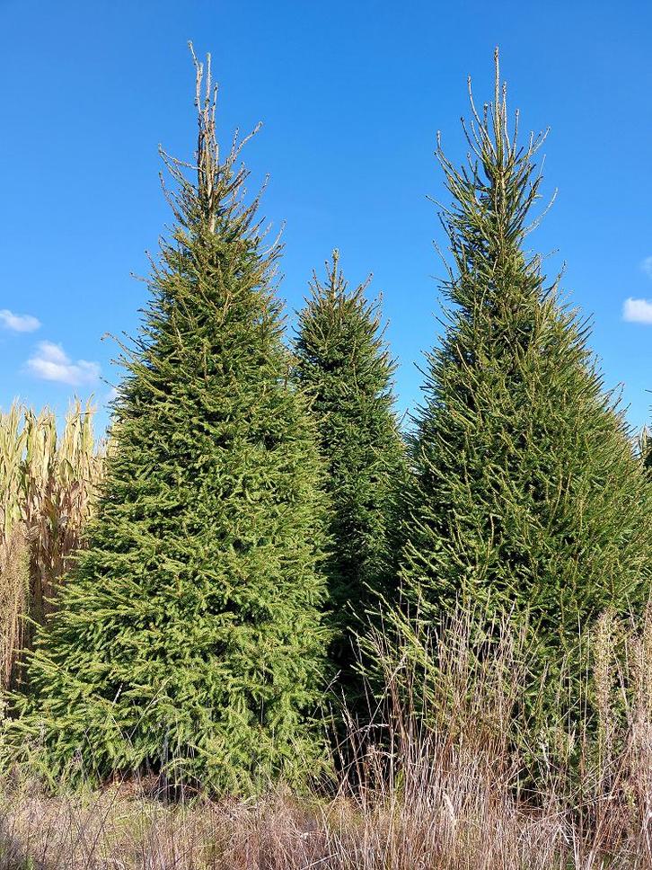 Kerstbomen groot. 4.00 tot 7 mtr. zeer scherp geprijst!, Tuin en Terras, Planten | Bomen, Overige soorten, 400 cm of meer, Volle zon