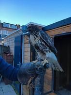 Roodstaartbuizerd. Van 2025, Dieren en Toebehoren, Vogels | Overige Vogels, Roofvogel