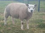 Raszuivere Texelaar rammen, Mannelijk, Schaap