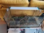 Simpel aquarium met lamp en evt pomp, Dieren en Toebehoren, Reptielen en Amfibieën | Toebehoren, Ophalen, Zo goed als nieuw, Terrarium of Paludarium
