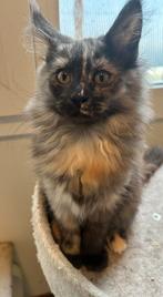 Twee maine coon poesjes met stamboom, Dieren en Toebehoren, Poes, Met stamboom