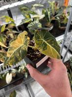 Alocasia Black Velvet Aurea Gold Variegata, Huis en Inrichting, Overige soorten, In pot, Minder dan 100 cm, Bloeiende kamerplant