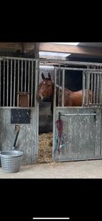 Lieve 4 jarig project paard, Dieren en Toebehoren, Ruin, Zadelmak, 3 tot 6 jaar, Recreatiepaard