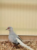 Diamantduifjes te koop, Meerdere dieren, Overige soorten