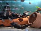 Vieja Argentea Cichliden, Dieren en Toebehoren, Vissen | Aquariumvissen, Vis, Zoetwatervis