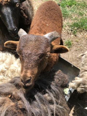 Schaap beschikbaar voor biedingen