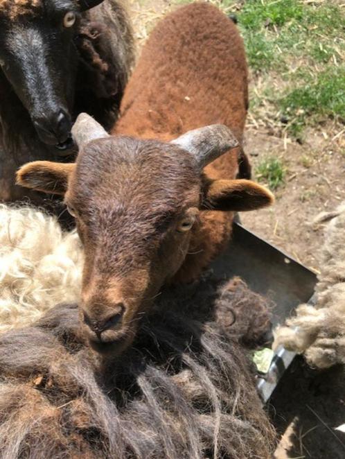 Schaap, Dieren en Toebehoren, Schapen, Geiten en Varkens, Schaap, Mannelijk, 0 tot 2 jaar