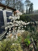 Magnolia stellata Stermagnolia maart april rijkbloeiend wit, Tuin en Terras, Planten | Tuinplanten, Ophalen of Verzenden, Zomer