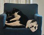Katten, Dieren en Toebehoren, Katten en Kittens | Overige Katten, Kater