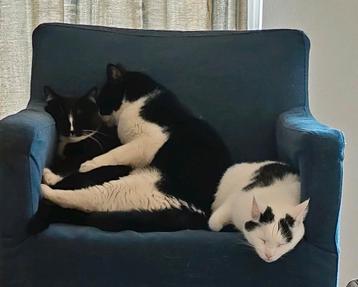 Katten beschikbaar voor biedingen