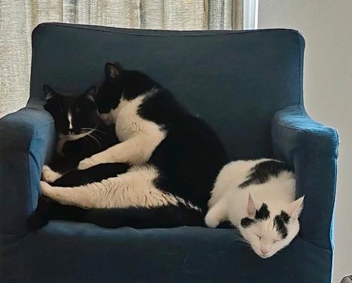 Katten, Dieren en Toebehoren, Katten en Kittens | Overige Katten, Kater