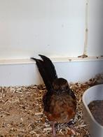 Te koop schamalijsters poppen, Dieren en Toebehoren, Vogels | Overige Vogels, Meerdere dieren, Wildzangvogel, Geringd