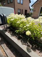 Hortensia Annabelle Strong, Ophalen, Hortensia, Minder dan 100 cm
