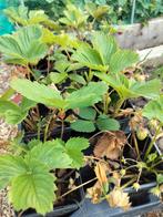 Aardbeien plantjes, Tuin en Terras, Planten | Tuinplanten, Ophalen, Zomer, Volle zon
