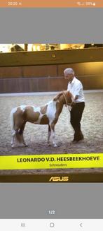 Dekhengst NMPRS Leonardo van de Heesbeekhoeve, Hengst