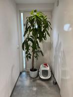 Geldboom  Pachira Aquatica 190cm, Ophalen