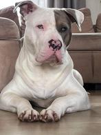 American bully, Rabiës (hondsdolheid), Reu, Groot, Eén hond