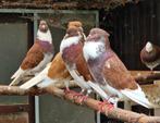 Ringslager, Dieren en Toebehoren, Meerdere dieren, Kip