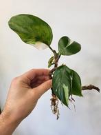 Philodendron White Knight, Huis en Inrichting, Kamerplanten, Ophalen of Verzenden, Halfschaduw, Minder dan 100 cm