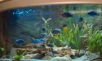 Cichliden  Aulonocara blauw  vissen  gratis ophalen, Dieren en Toebehoren, Vis
