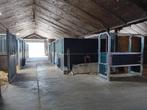 Per direct plek vrij, Dieren en Toebehoren, Stalling en Weidegang, Opfok, 2 of 3 paarden of pony's