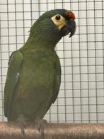 Ara maracana pop, Dieren en Toebehoren, Vogels | Parkieten en Papegaaien, Vrouwelijk, Papegaai