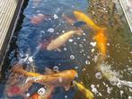 Koikarpers in verschillende kleuren, Dieren en Toebehoren, Vissen | Vijvervissen, Karper of Koi