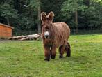 Te koop 2 lieve poitou ezels, Dieren en Toebehoren, Augustus, Mannelijk