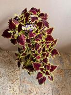 Siernetel Coleus kamerplant planten bruin 62 cm in pot, Huis en Inrichting, Kamerplanten, Ophalen, Overige soorten, Halfschaduw