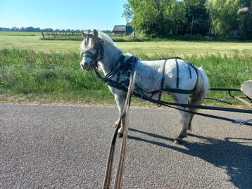 Brave Betuigde Shetlanders/gezelschaps ponys beschikbaar voor biedingen
