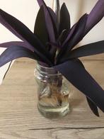 Mooie zeldzame gewortelde tradescantia stekken voor 50 cent, Ophalen of Verzenden, Volle zon, Minder dan 100 cm