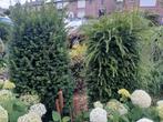 2 TAXUS BACCATA 160 CM/40CM, Tuin en Terras, Planten | Bomen, Ophalen, Bloeit niet, Overige soorten