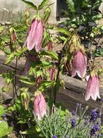 Campanula takesimana Elizabeth - vaste plant, Halfschaduw, Zomer, Vaste plant, Overige soorten