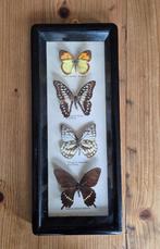 4 opgezette vlinders in lijst, taxidermie, Dieren en Toebehoren, Insecten en Spinnen, Vlinders of Rupsen