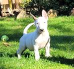 Miniature Bullterrier, Dieren en Toebehoren, Bull Terriër, Rabiës (hondsdolheid), Reu, 8 tot 15 weken