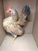 Ayam serama Maleisië haan, Dieren en Toebehoren, Pluimvee, Mannelijk, Kip