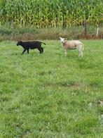 Tekoop 2 ooi lammetjes, Dieren en Toebehoren, Schapen, Geiten en Varkens, Vrouwelijk, Schaap