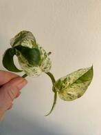 Epipremnum marble variegata, verse stek, Ophalen of Verzenden, Overige soorten, Minder dan 100 cm